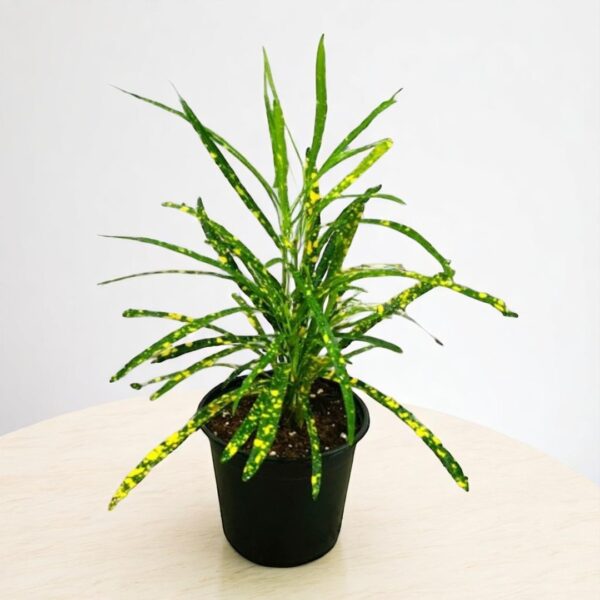 Lemon Croton