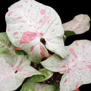 Syngonium Milk Confetii