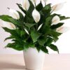 Peace Lily Plant