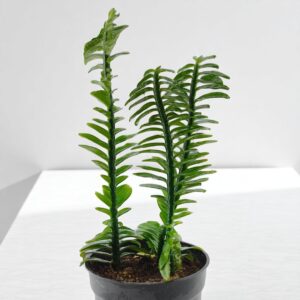 Pedilianthus