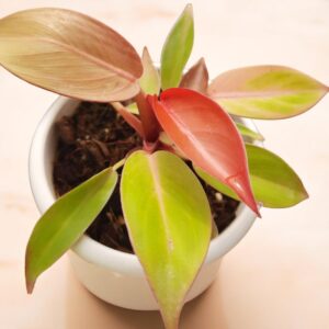 Philodendron cherry Red