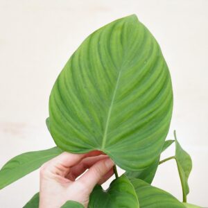 Philodendron Fuzy Petal