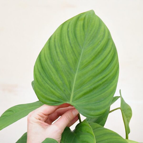 Philodendron Fuzy Petal