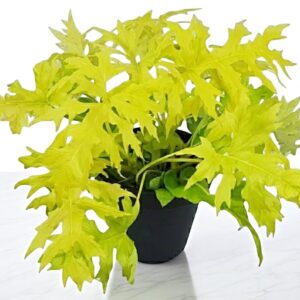 Philodendron Selloum Gold