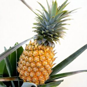 pineapple Plant