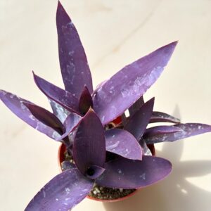 Tradescantia Purple Heart