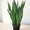 Sansevieria zeylanica