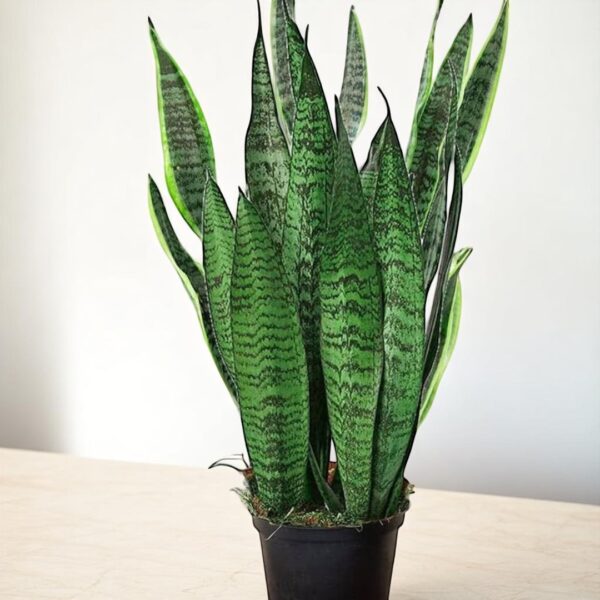 Sansevieria zeylanica