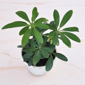 Schefflera
