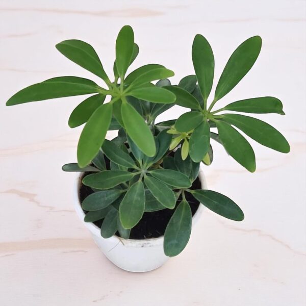 Schefflera