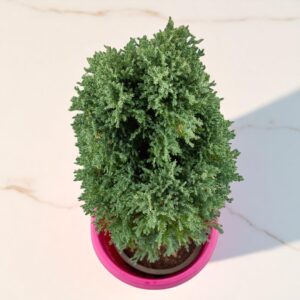 Green Cyprus