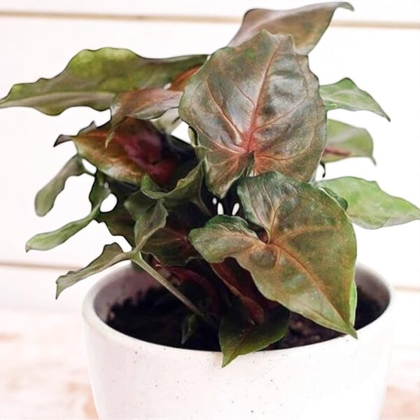 Syngonium Bronze