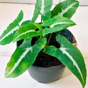 Syngonium Wendlandii