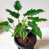Philodendron Xanadu Green