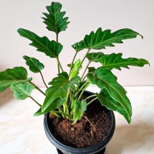 Philodendron Xanadu Green