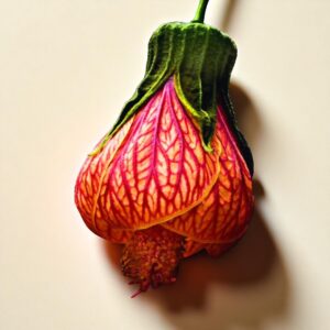 Lantern Hibiscus
