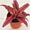 Cryptaxanthus