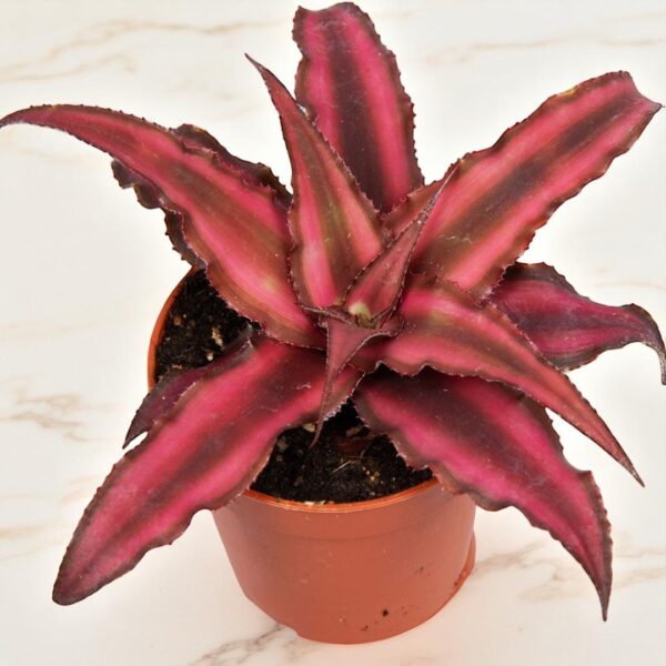 Cryptaxanthus