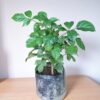 China Doll Plant