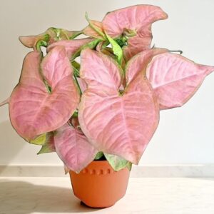 Pink Syngonium