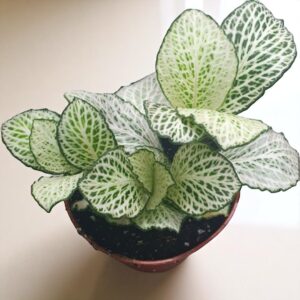 Fittonia White