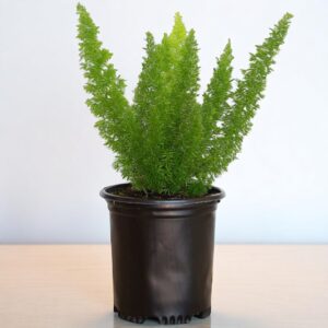 Bottle Fern