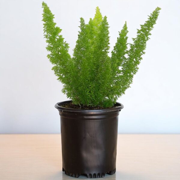 Bottle Fern