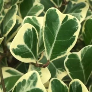 Triangular Ficus