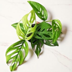 Monstera Broken Heart