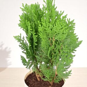 Green Thuja Plant