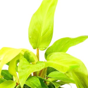 Philodendron ceylon gold