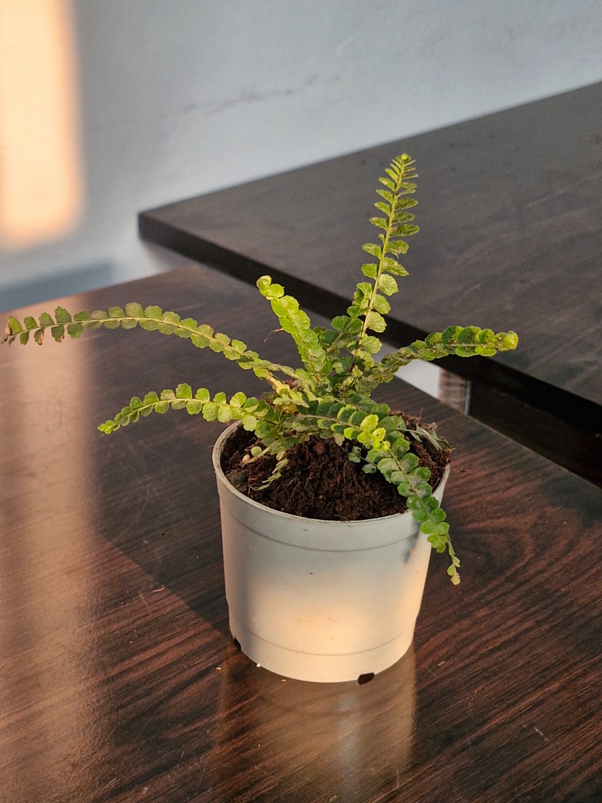 WhatsApp Image 2026-02-14 at 4.44.25 PM