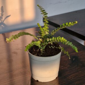 Bottle Fern