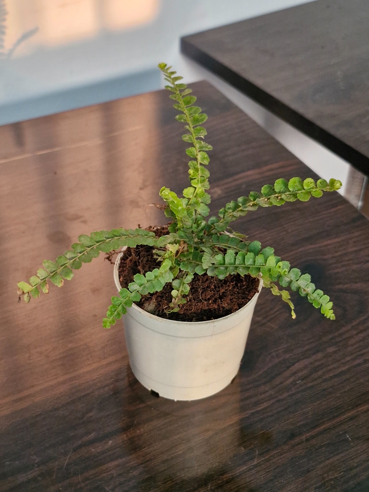 WhatsApp Image 2026-02-14 at 4.44.27 PM (1)