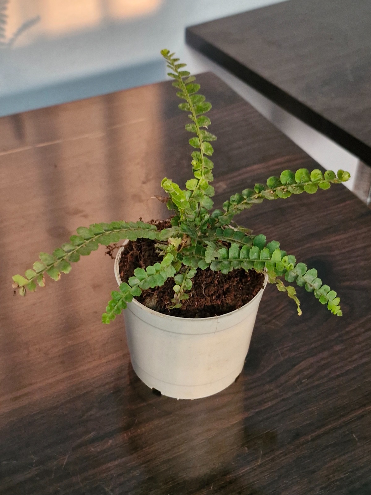 WhatsApp Image 2026-02-14 at 4.44.27 PM