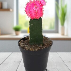 Pink moon cactus