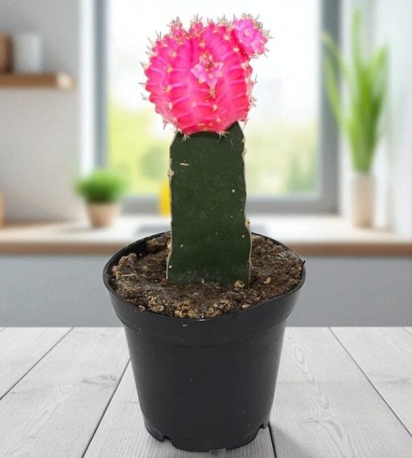 Pink moon cactus