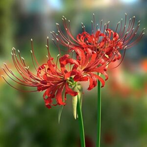 Lycoris Lily