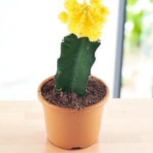 Yellow moon cactus