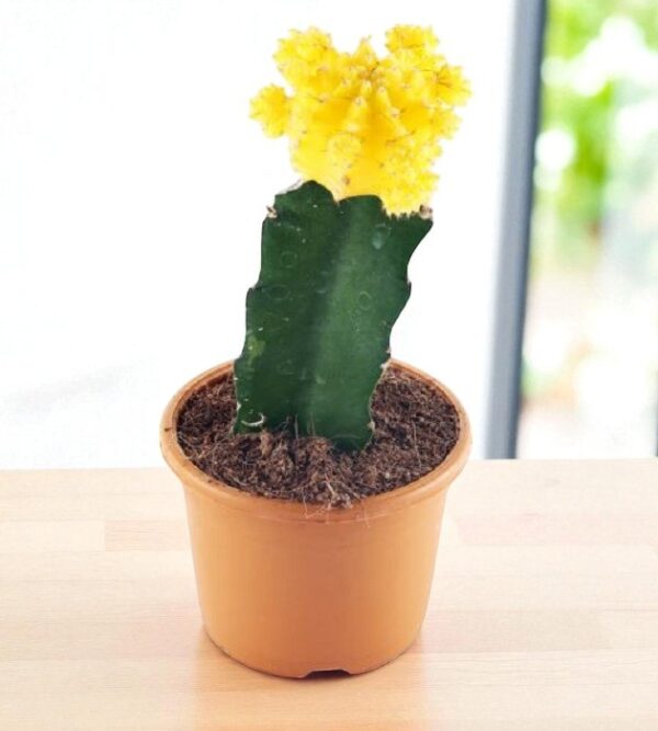 Yellow moon cactus