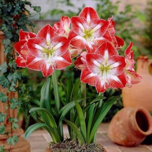 Amryllis Lily double bulbs