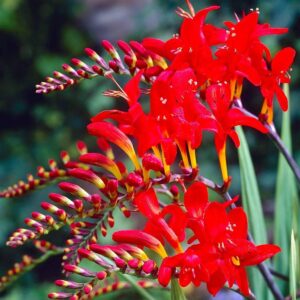 Crocosmia