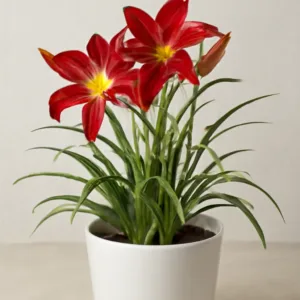 Day lily