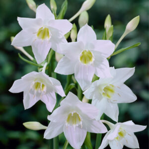 Eucharis_Amazon_Lily