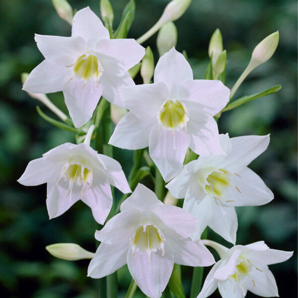 Eucharis_Amazon_Lily