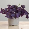 Oxalis purple