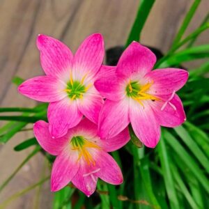 Pink rain Lily Bulb