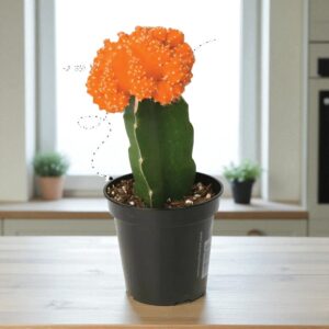Orange moon cactus