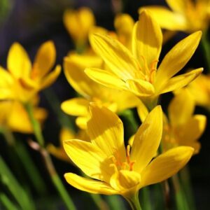 Yellow rain lily