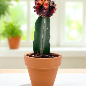 Multicolour moon cactus